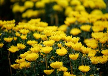 Khám phá làng hoa Tây Tựu thứ hai khi du xuân Hà thành