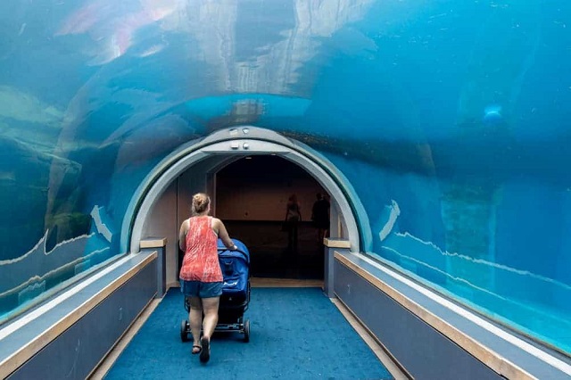 Khu vực thủy cung cực kỳ ấn tượng để bạn khám phá